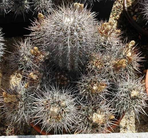 Copiapoa_malletiana